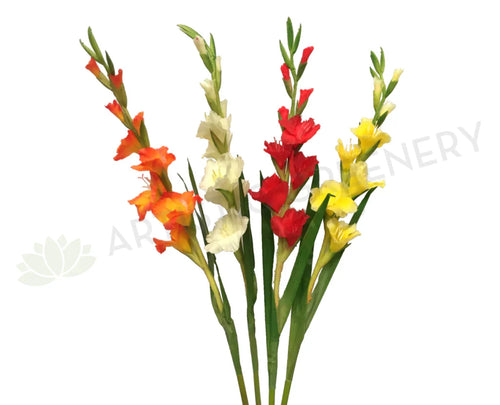 Gladiolus
